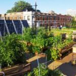Rooftop farming, frutta e verdura biologiche sui tetti delle città