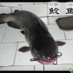 La truffa dei pesci al ristorante: non è mai troppo tardi per la verità