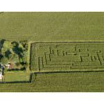 Sei mai entrato in un labirinto creato in un campo di grano?