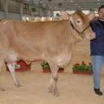 Reggio Emilia: Torna la Mostra Regionale di Bovini di razze da latte