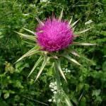 Cardo mariano: cuore e fegato difesi dal grasso