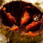 Parentesi di mare: ad Alghero va nel piatto il riccio di mare