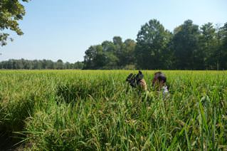 Risaia di Carnaroli autentico, alto oltre 1,7 metri - Riserva san Massimo- Gropello Cairoli - Newsfood.com