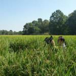 Carnaroli alla ribalta - settore in crisi: grazie OGM, grazie Ministro Clini