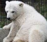 Dea, l'orsa italiana che mangia solo con l'olio d'oliva