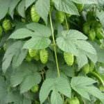 Diabete ed obesità, il luppolo migliora la salute