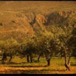 Premiati Oleifici Barbera: Quinta edizione del Premio Selezione Speciale "Il Colonnello"