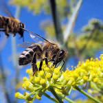 Progetto "APENET: monitoraggio e ricerca in apicoltura"