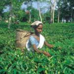 India, nel 2013 il tè diventerà bevanda nazionale