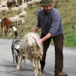 Crisi e passione, 3000 giovani italiani tornano a fare il pastore