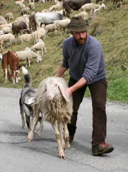 Toscana, “Vogliono far sparire il Pecorino”: pastori sul piede di guerra