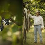 India, nasce il primo vigneto ecosostenibile