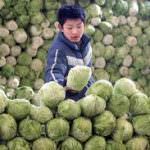 Cina, pericolo formaldeide per i cavoli