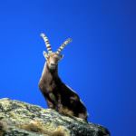 Il Parco Nazionale del Gran Paradiso compie 90 anni