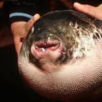 Giappone. Presto il pesce palla di nuovo sui tavoli