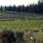 Chianti Classico più energia solare: questa è Agricola San Felice