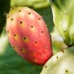 Fuoco e Frutta: Catania celebra ciliegia e fico d'India DOP