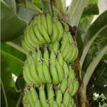 Banane e spezie .Cambia il clima, cambia l'agricoltura italiana