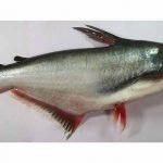 Assoconsum: "Sconsigliamo di mangiare il pesce pangasio"