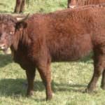 Cina. Vitelli OGM con carne più saporita