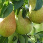 CSO: "Diminuita l'offerta di pere William a causa della siccità"