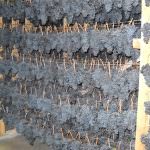 Appassimenti Aperti, per conoscere i segreti del vino di Serrapetrona