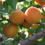 Convegno: La coltivazione dell'albicocco in Italia e le prospettive future