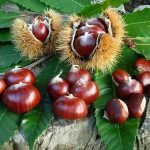 Il regno del marrone, prodotti freschi biologici dal 1957