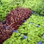 Koppert Cress Architecture Aromatique