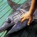 Pesce Spada, due mesi di stop alla pesca