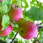 Ecco il gelato alla Mela rosa dei Sibillini