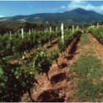 Basilicata. Nasce il Consorzio qui Vulture: difenderà l'Aglianico