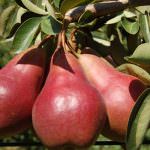 Oscar Macfrut 2012, vince la pera Falstaff del CRA