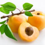 Albicocco: Frutticoltura del futuro ma attenzione a non fare gli errori del passato