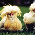 Scorta per le galline del governatore Lombardo