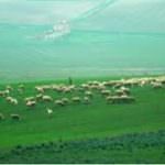 Lana e Pecore dell'Alta Murgia in "Parnersheep" con Slowfood