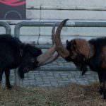 Carne, alla Foire des Alpes il meglio delle razze non bovine
