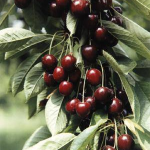 Ciliegia di Vignola, nuova IGP d'Italia