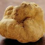 Tartufo di Siena, un bollino sul DNA contro falsi e frodi