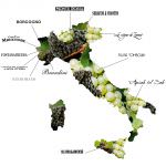 Ecco la rete Vino Libero: no additivi e diserbanti, pochi solfiti