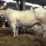 Bue grasso di Carrù: un Gran Bollito Rinascimentale per la 7a Asta mondiale