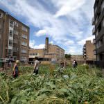 Agricoltura urbana, prodotto il 20% del cibo mondiale