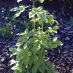 Medicina naturale, Eleuterocco e Rodiola per la salute delle donne