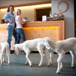 Lana di pecora della Val d'Ultimo: uno scialle vale più di una mantella di zibellino