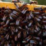 Miele di Sicilia, 10 volte più antiossidanti