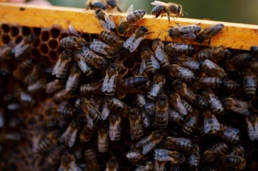 Miele di Sicilia, 10 volte più antiossidanti