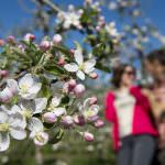 Un calendario fitto di eventi alla Festa della Fioritura a Lana e dintorni