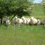 Welsh Lamb IGP: Il protagonista sulle tavole pasquali