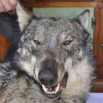 Dopo oltre 200 anni, un lupo raggiunge l'area della Malpensa