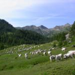 Cuneo: 1000 malgari e 30 mila capi di razza Piemontese in partenza per gli alpeggi